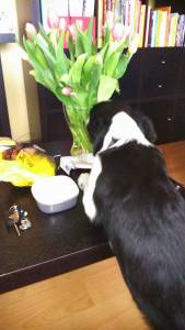 13082115_497517953768813_1852184859_n